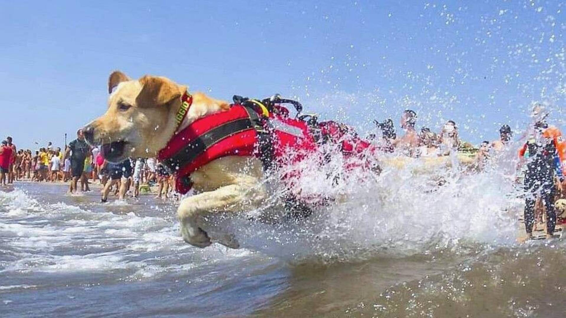 Bagnini a quattro zampe: sulle spiagge della Maremma tornano i cani salvataggio