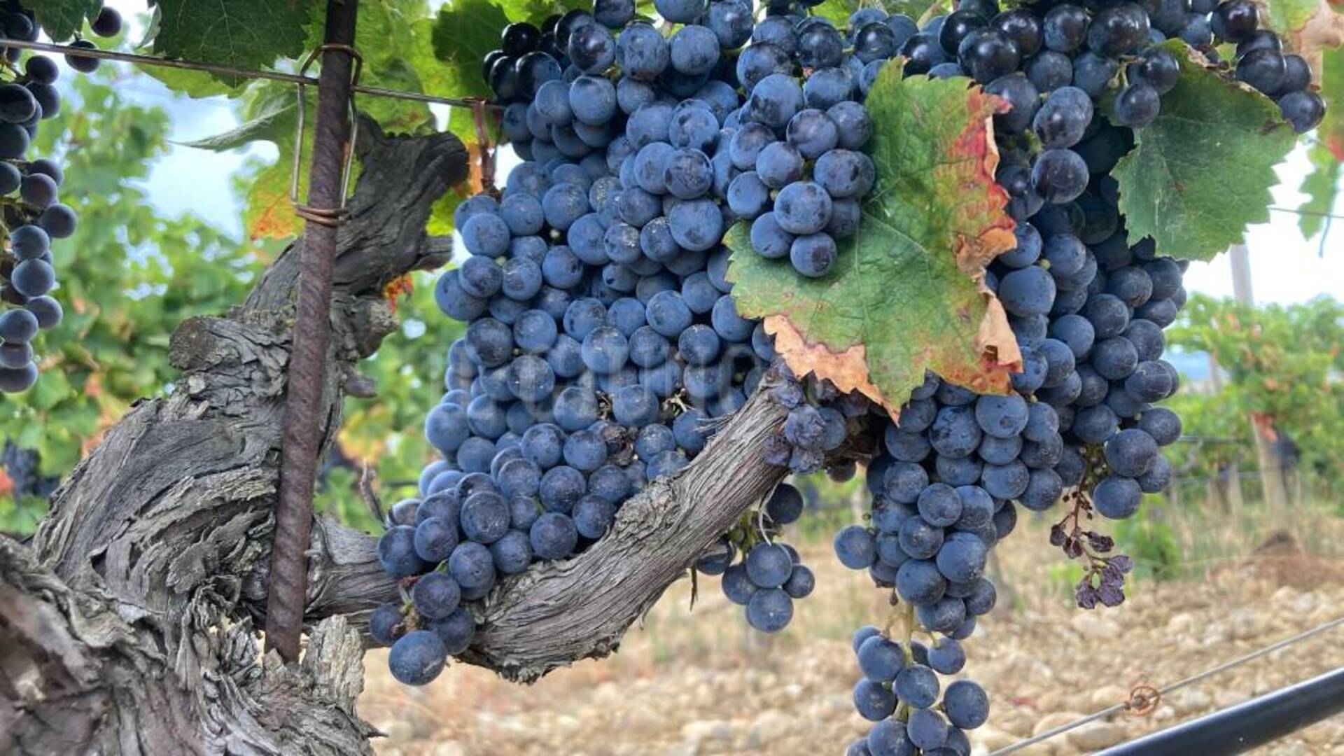 Vendemmia in Maremma: «Calo in quantità, ma uve di qualità con punte di eccellenza»