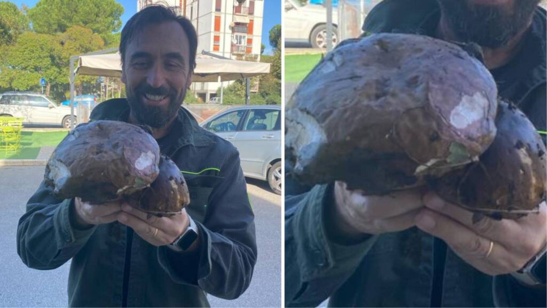 Funghi da record in Maremma: Antonio trova un porcino gemello da un chilo e 315 grammi