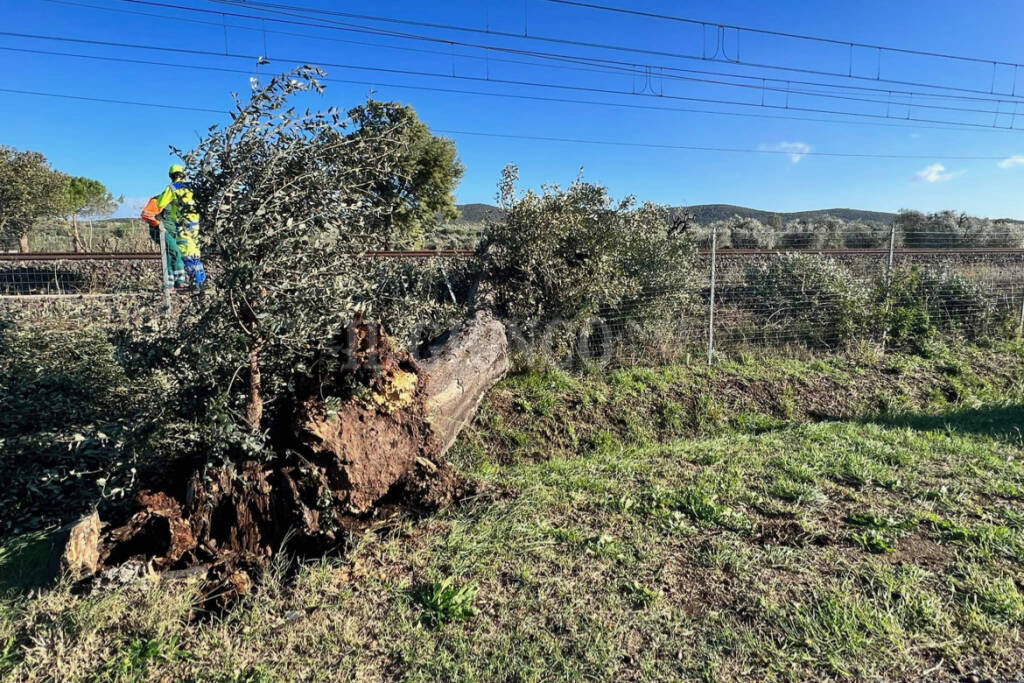 maltempo 3 novembre albero ferrovia