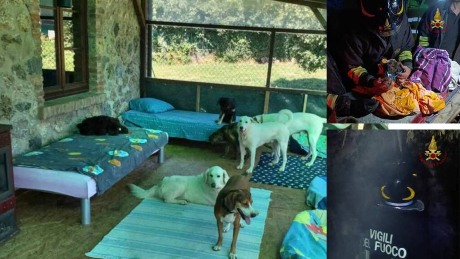 Due persone ustionate nel rogo che ha distrutto il rifugio degli animali. 20 cani morti oltre a conigli, gatti e pappagalli