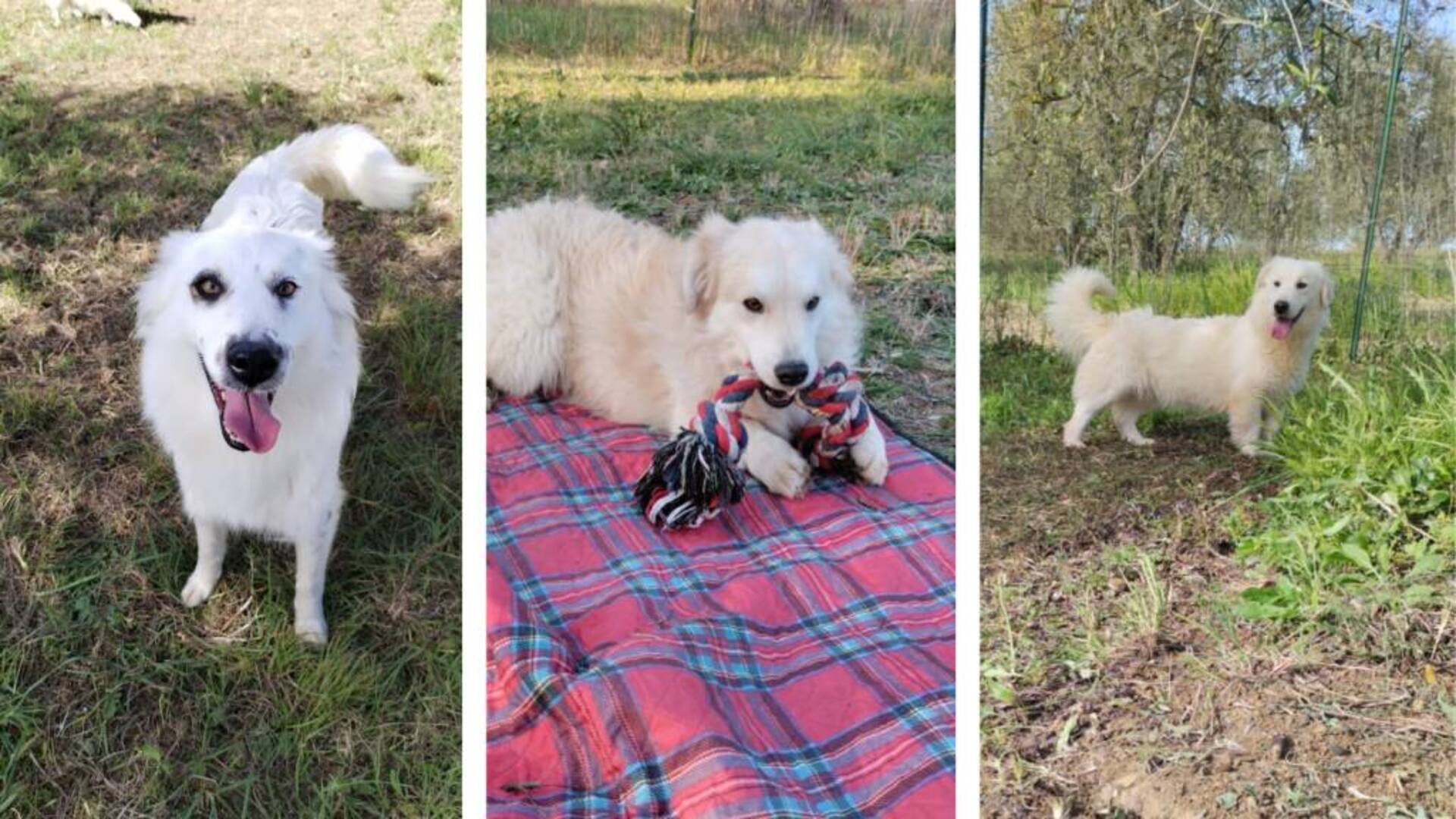 Il 5 maggio sarà “Amore a prima vista”: domenica al PetStore Conad per incontrare i cani in adozione